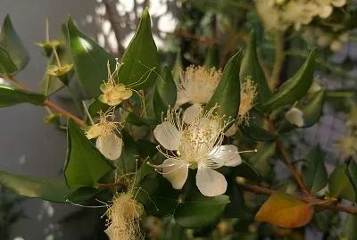 myrtus communis