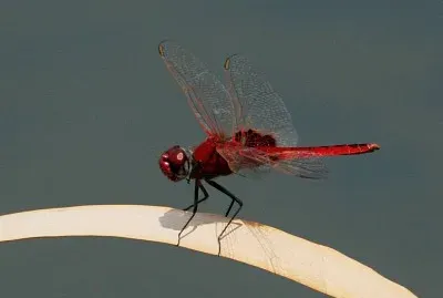 Urothemis assignata
