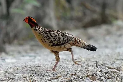 Tragopano caboti