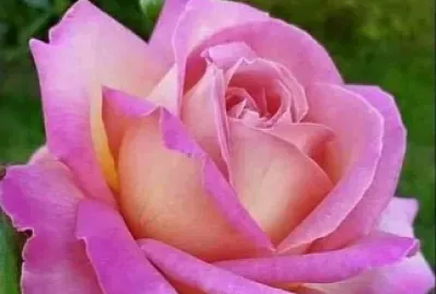 rosas