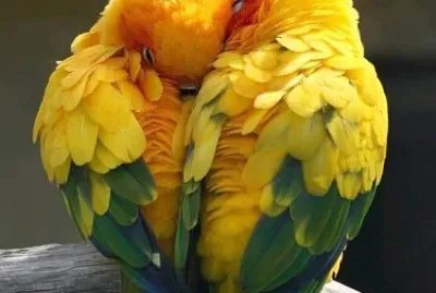 love