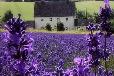 פאזל של Picture