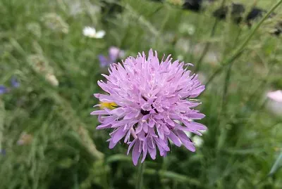 scabiosa