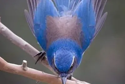 belleza