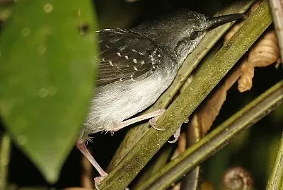 Sclateria naevia