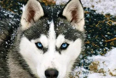 Lobo siberiano jigsaw puzzle