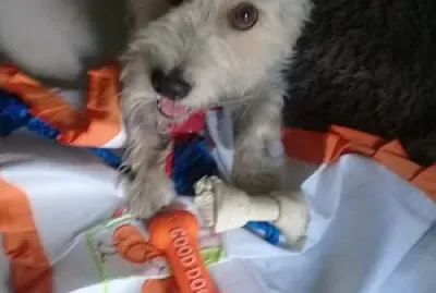 Animais de estimacao