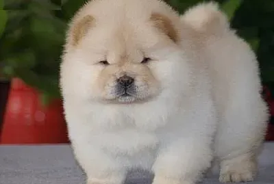 Perro chow chow