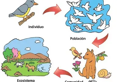 Individuo, PoblaciÃ³n, Comunidad, Ecosistema