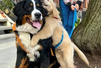 פאזל של animales traviesos