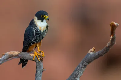 Falco di pipistrello