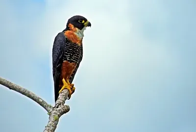 Falco pettoarancio