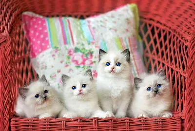 gatitos bebes