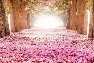FLORES DE CEREJEIRAS jigsaw puzzle
