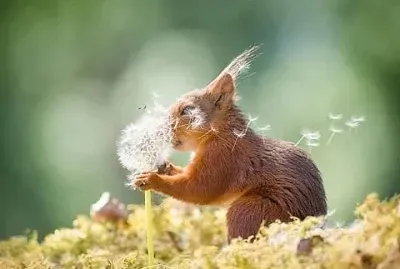 פאזל של animales traviesos