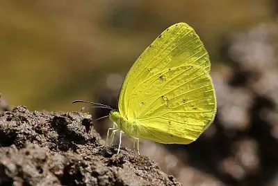 Eurema hecabe
