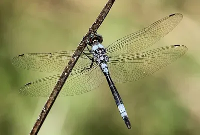 Zygonyx blue cascader