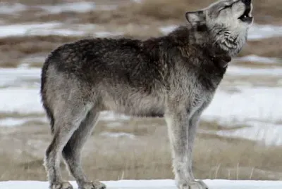 Lupo nord occidentale