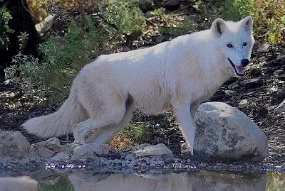 Lupo della tundra d   'alasca