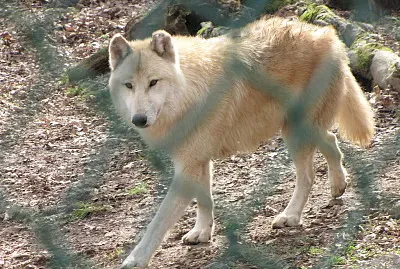 Lupo grigio della tundra