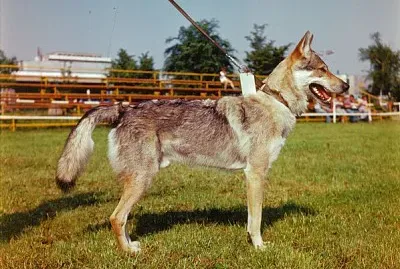 Lupo cecoslovacco