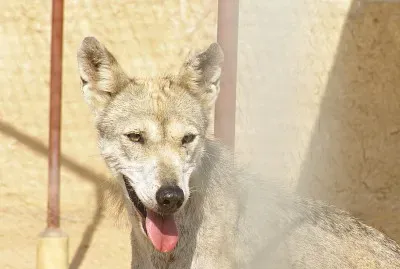 Lupo arabo