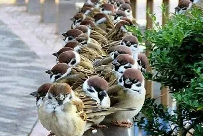 פאזל של animales