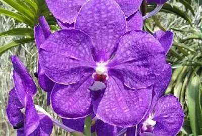 flores