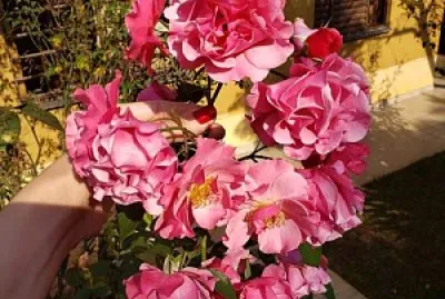 flores