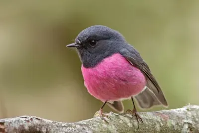 verdadeiro