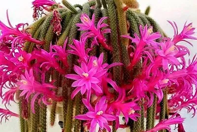 flores jigsaw puzzle