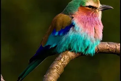 cores