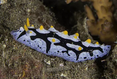 Phyllidia picta