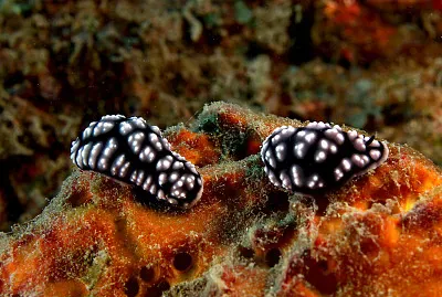 Phyllidia pustulosa