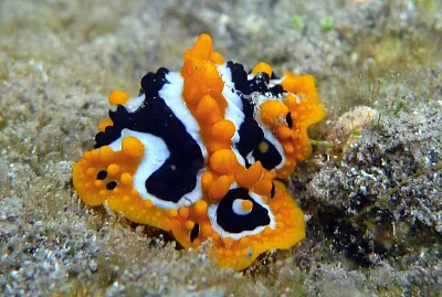 Phyllidia undula