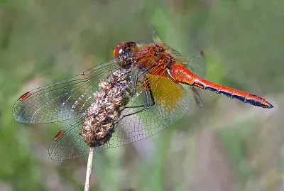 Sympetrum flaveolum