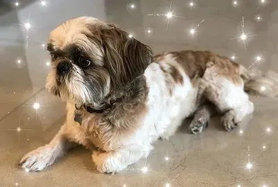 ×¦ '×™× ×•