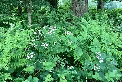 Woodland flora