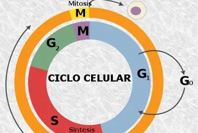 cuales son las fases del ciclo celular