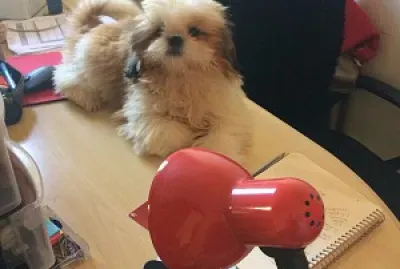 Sophie jigsaw puzzle