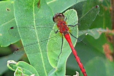 Sympetrum obtrusum