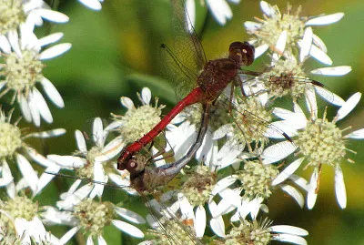 Sympetrum rubicundulum