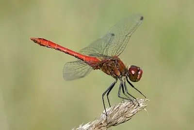 Sympetrum sanguinerum