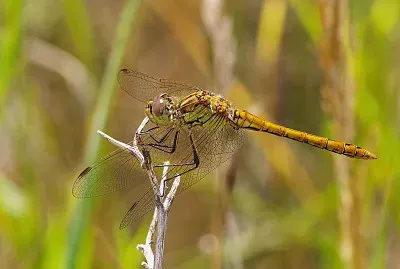 Sympetrum vulcatum