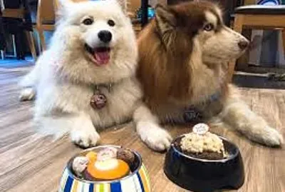 å‹•ç‰©
