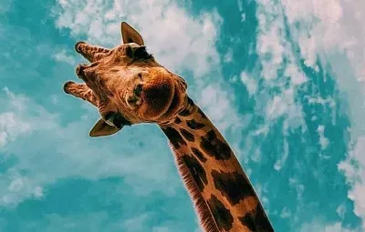 Friendly giraffe