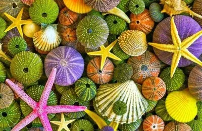 Shades of green, yellow and pink sea shells
