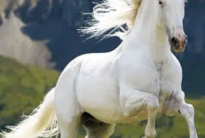 פאזל של caballo blanco