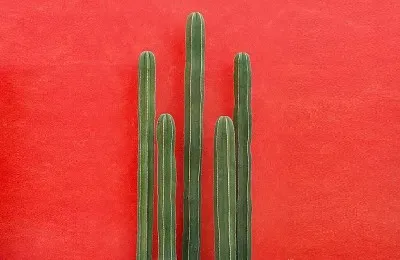 Cacti on red wall