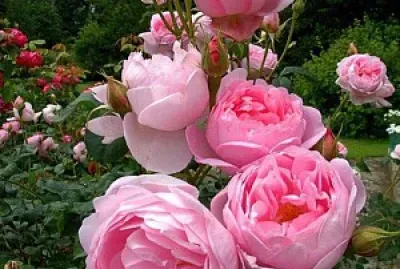 rosal